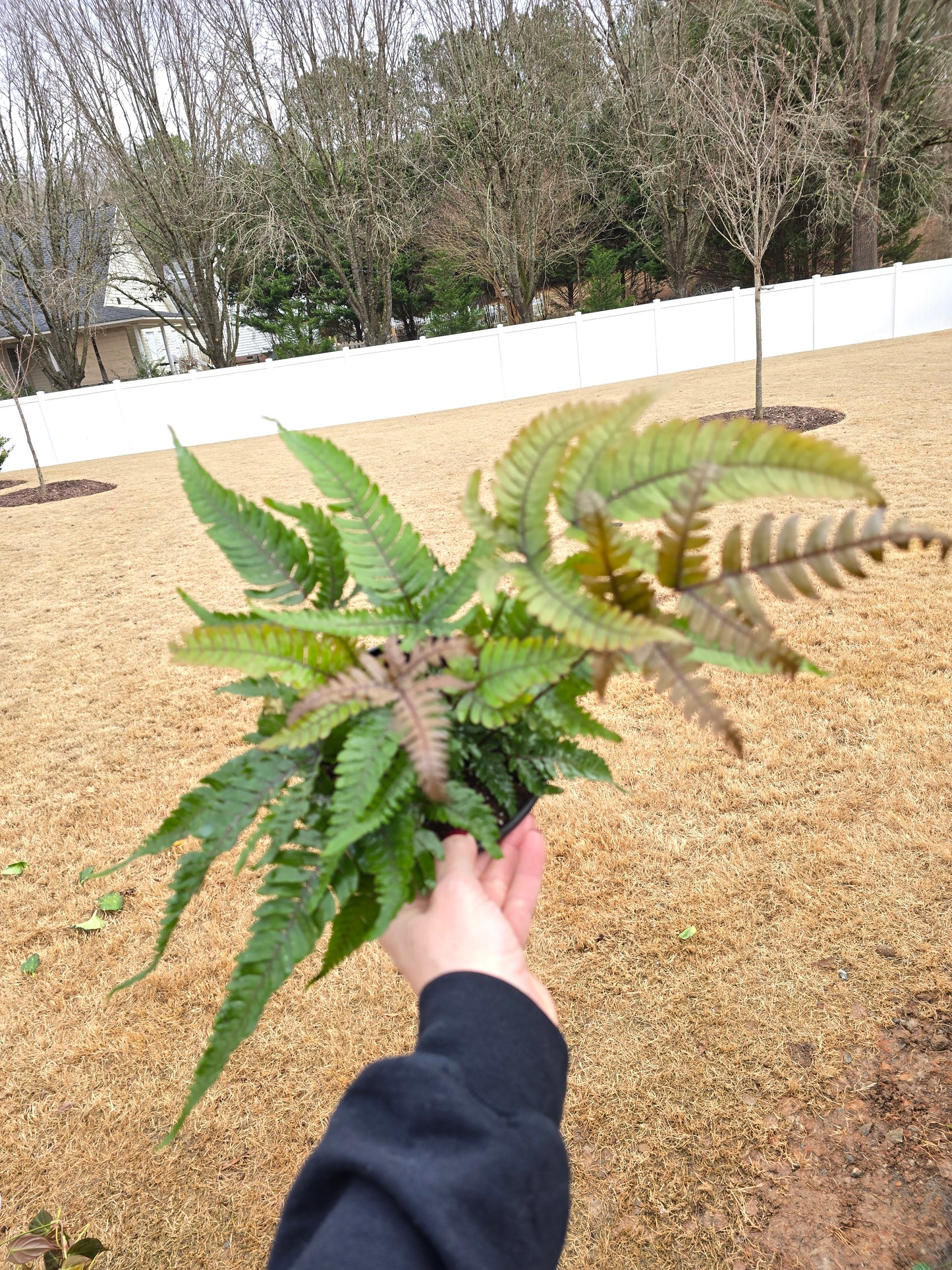Fern Pteris Tricolor 6" - Pet Friendly - Pick Your Plant Option - Live Indoor Plant