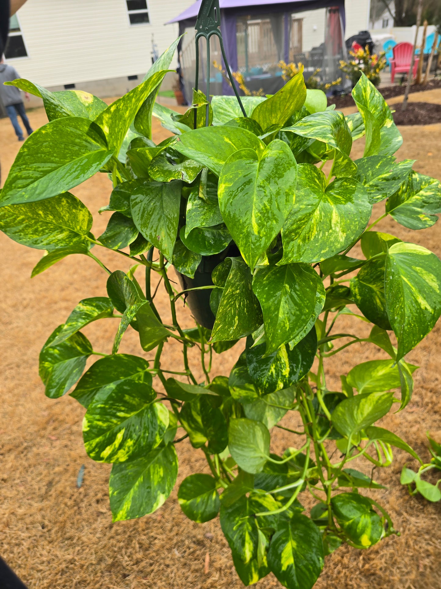 Pothos Golden XL 8" Hanging Basket - Not Pet Friendly - Pick Your Plant Option - Live Indoor Plant