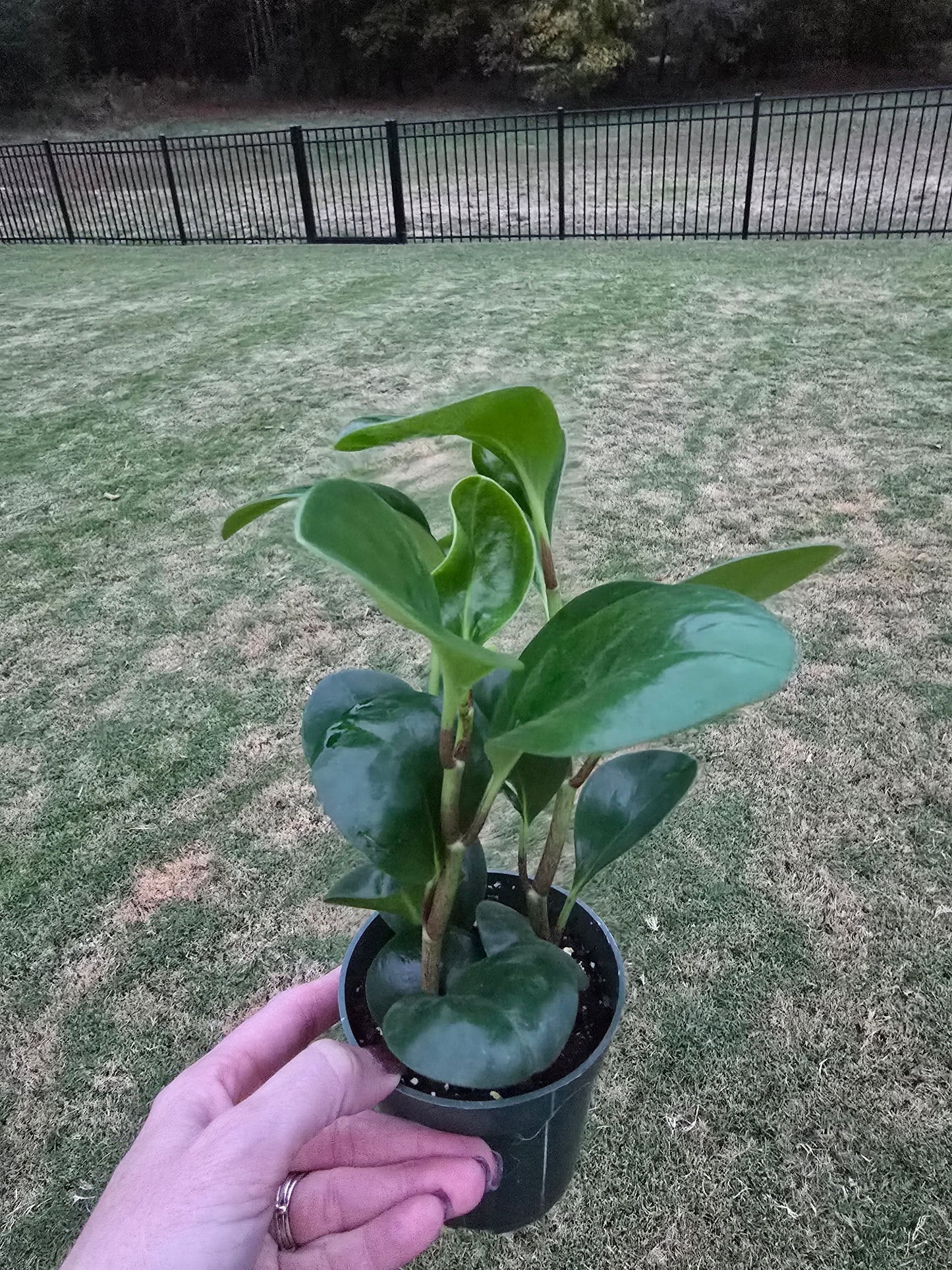 Peperomia Obtusifolia Green 4" - Pet Friendly - Pick Your Plant Option - Live Indoor Plant