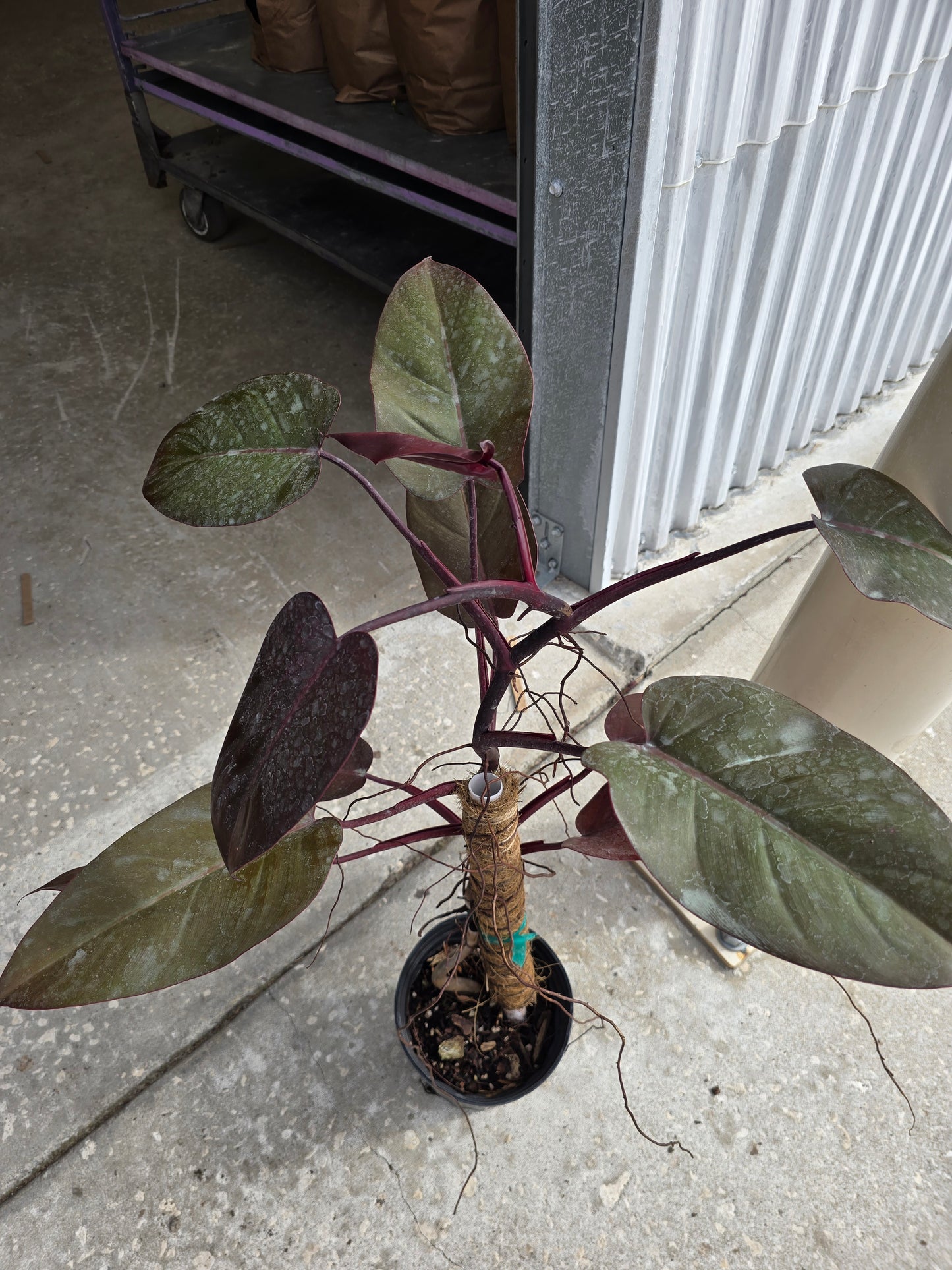 Philodendron Dark Lord TC Version on Totum 6" - Not Pet Friendly - Pick Your Plant Option - Indoor Plant