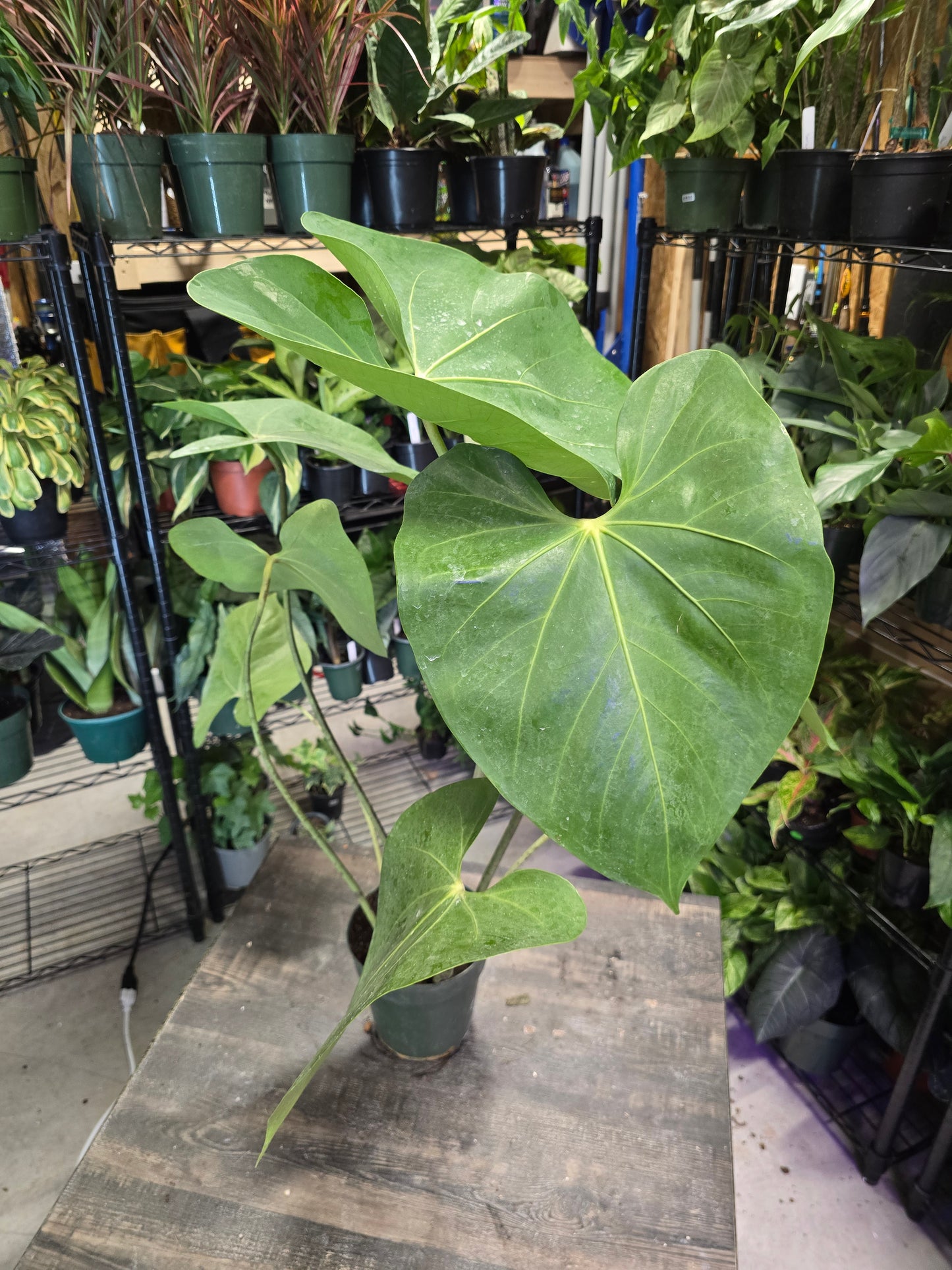 Anthurium Faustino's Giant (Faustomirandae) 6" - Not Pet Friendly - Pick Your Plant Option - Live Indoor Plant