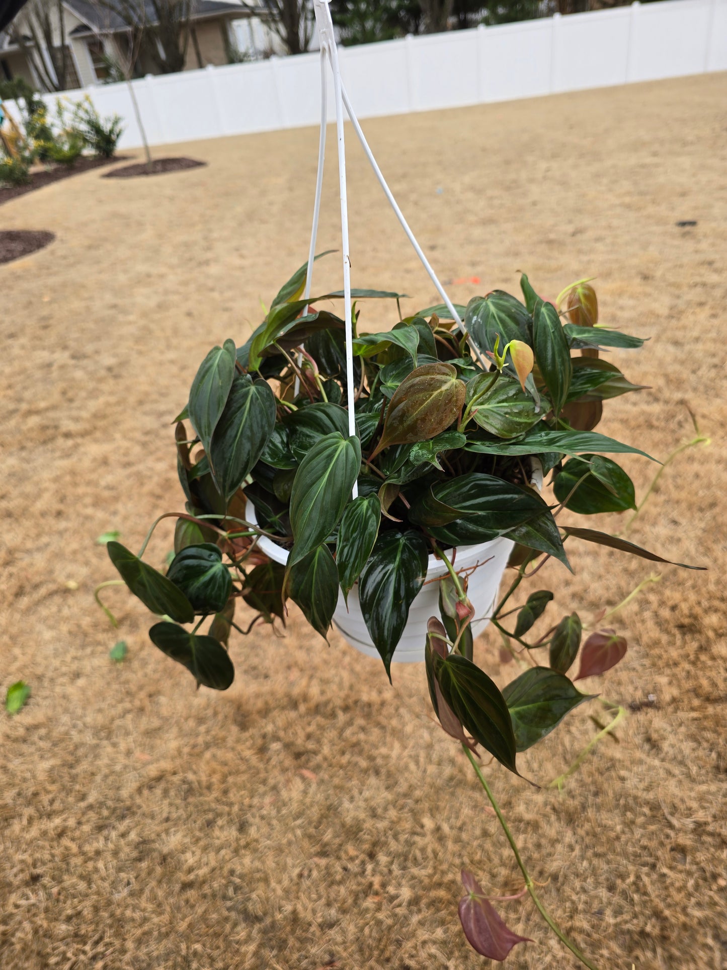 Philodendron Micans (Velvet Leaf) 8" Hanging Basket - Not Pet Friendly - Pick Your Plant Option - Indoor Plant