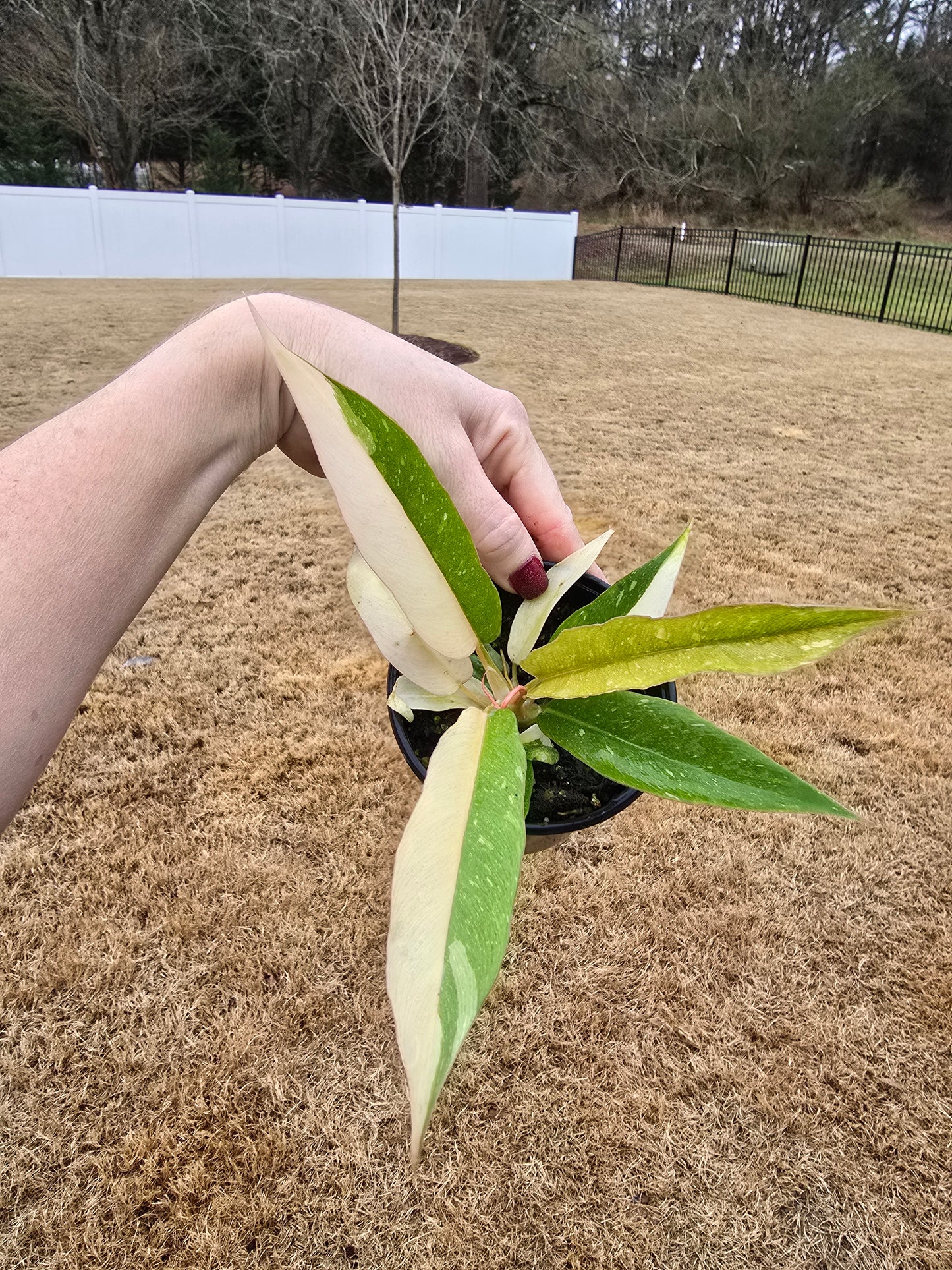 Philodendron Ring of Fire 4" - Not Pet Friendly - Pick Your Plant Option - Live Indoor Plant
