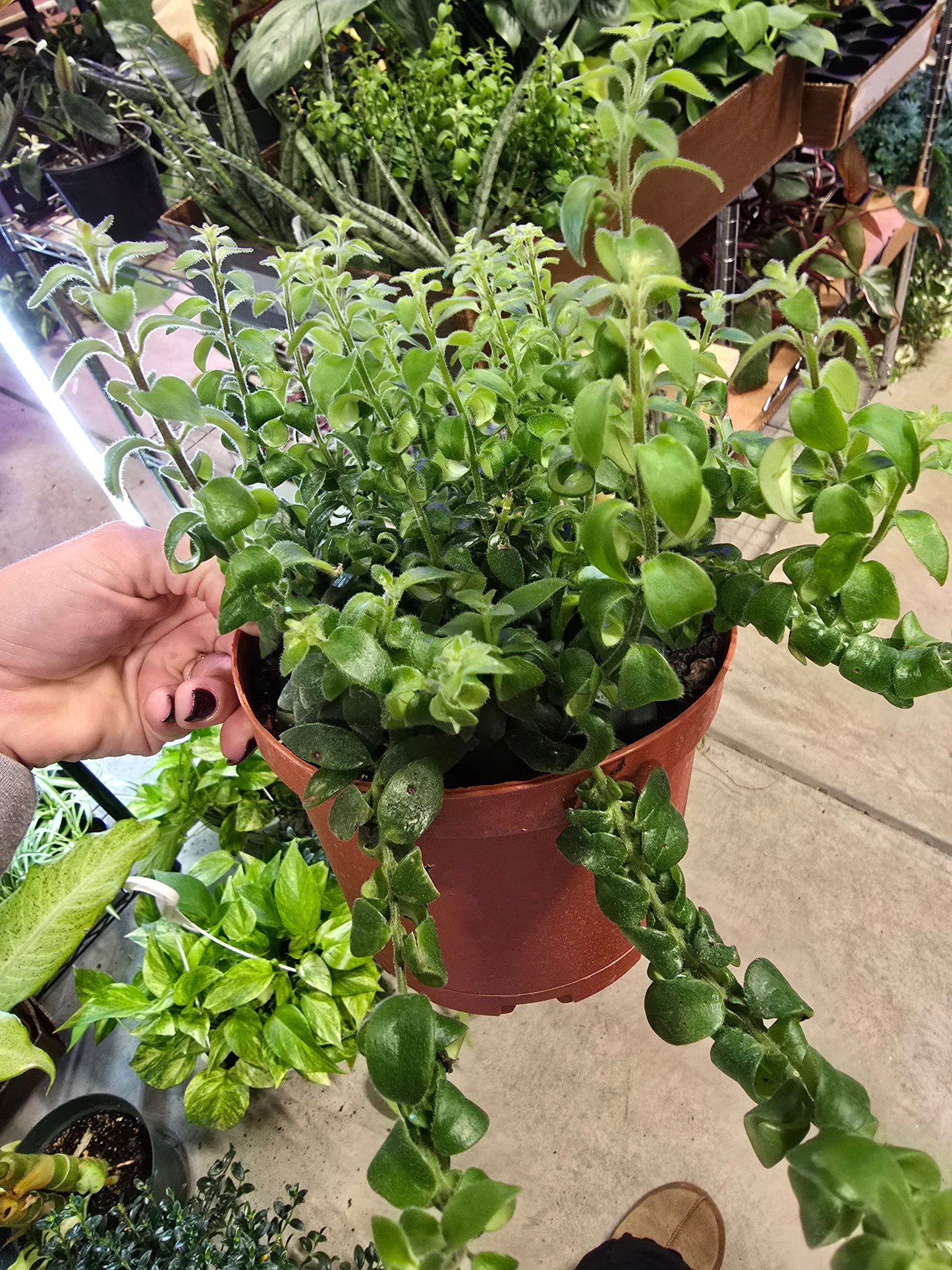 6" Curly Lipstick - Rasta - Pet Friendly - Pick Your Plant Option - Live Indoor Plant