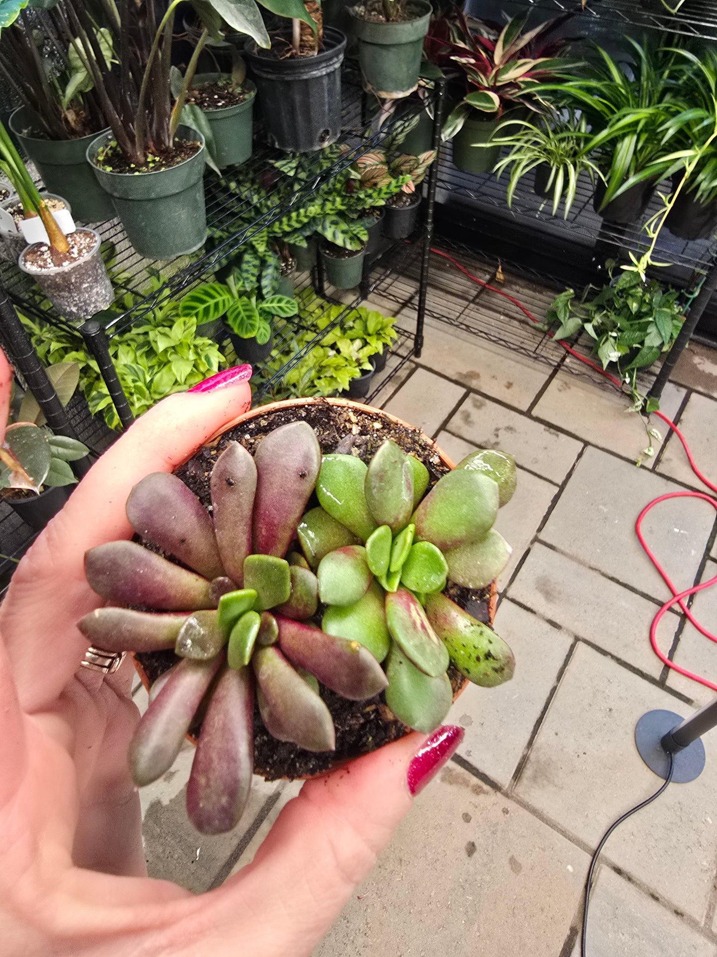 Echevaria Assorted 3" - Pet Friendly - Pick Your Plant Option - Live Indoor Plant