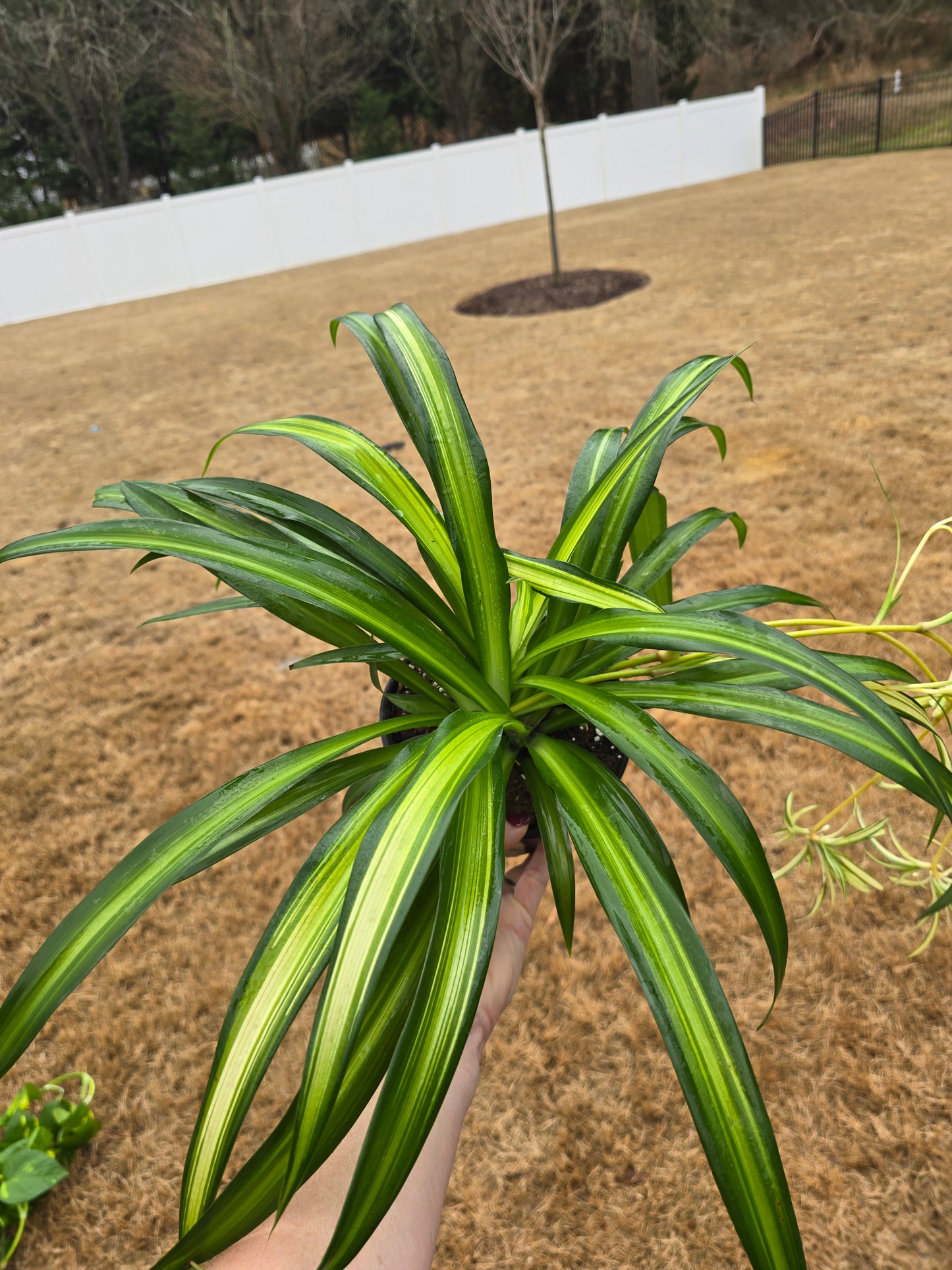 Spider Plant Hawaiian 6" - Pet Friendly - Pick Your Plant Option - Live Indoor Plant