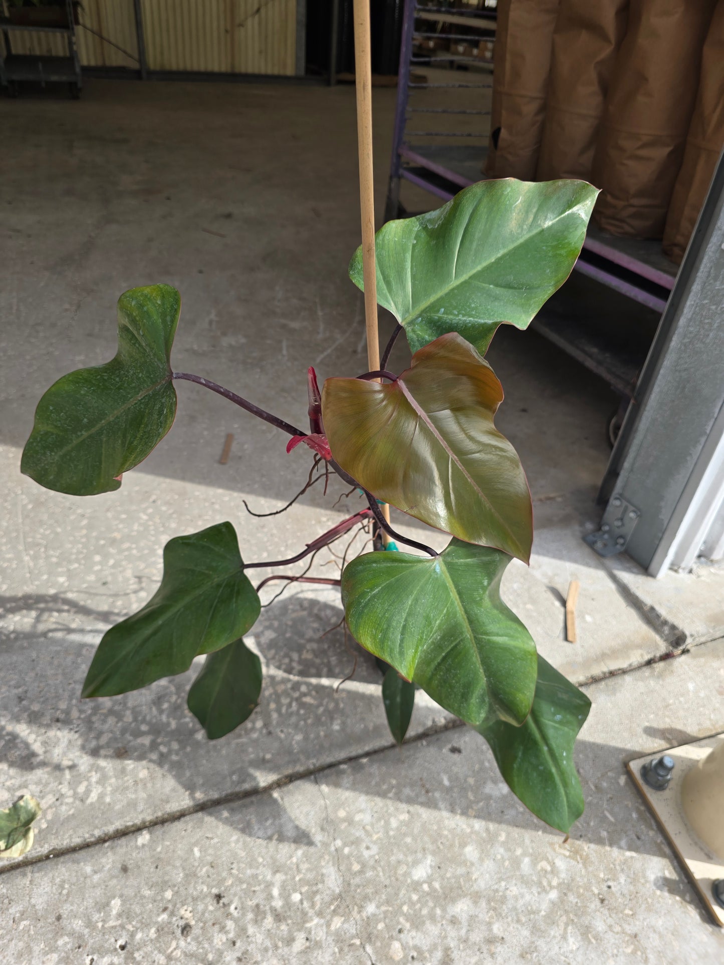 Philodendron Dark Lord 6" - Not Pet Friendly - Pick Your Plant Option - Indoor Plant