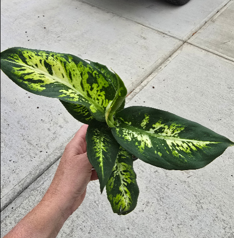 Dieffenbachia Sublime 4" - Not Pet Friendly - Pick Your Plant Option - Live Indoor Plant