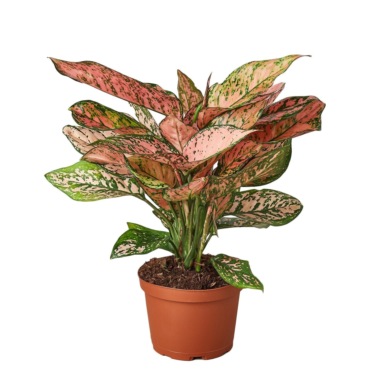 Chinese Evergreen