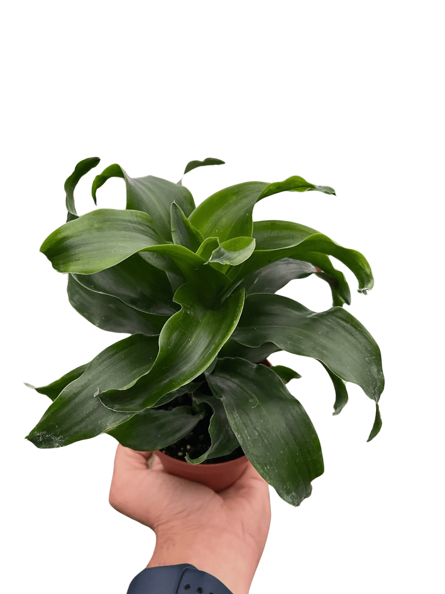 Dracaena