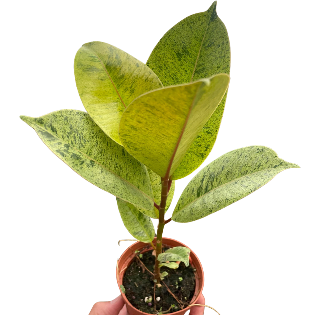 Ficus