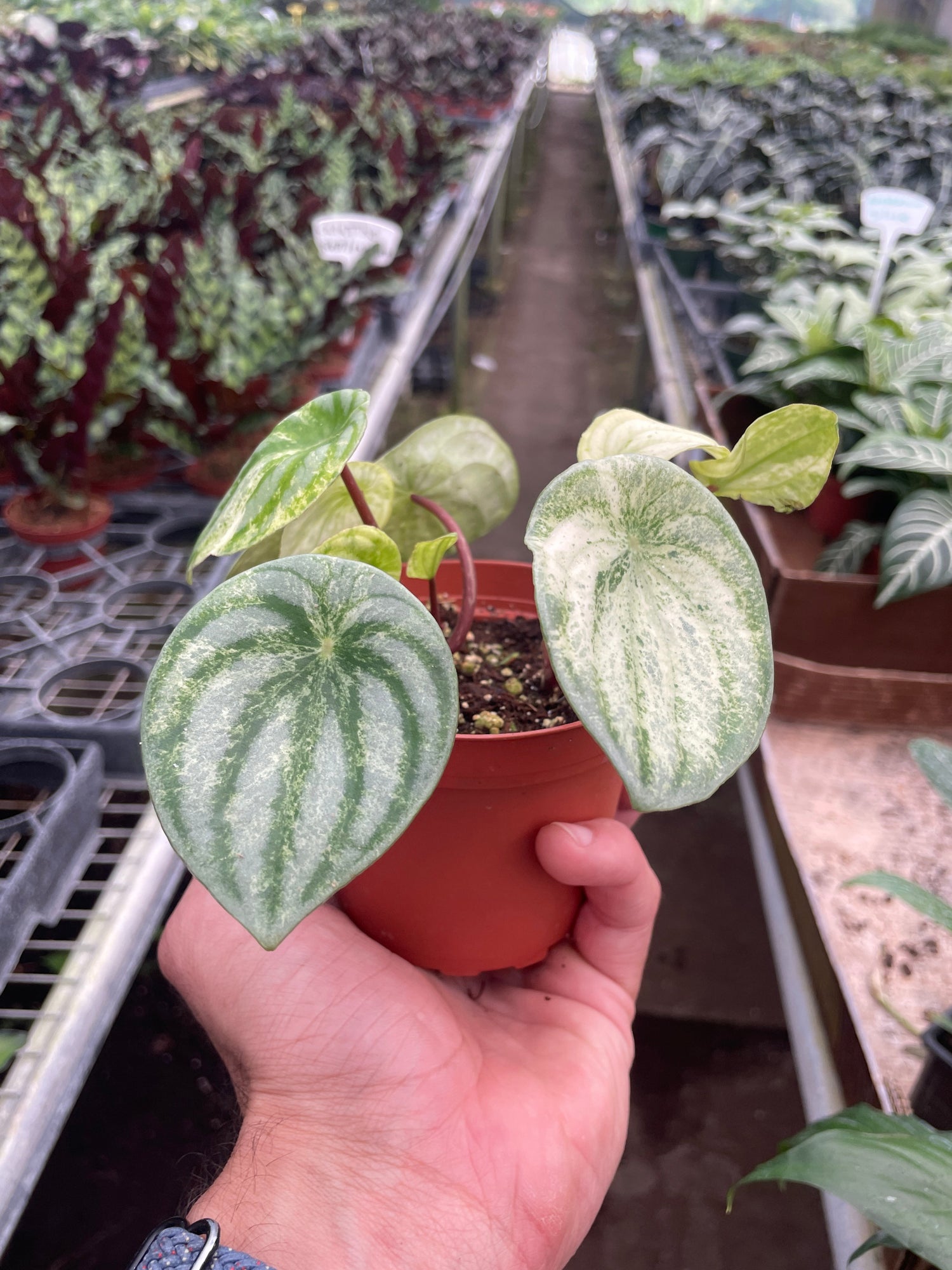 Peperomia