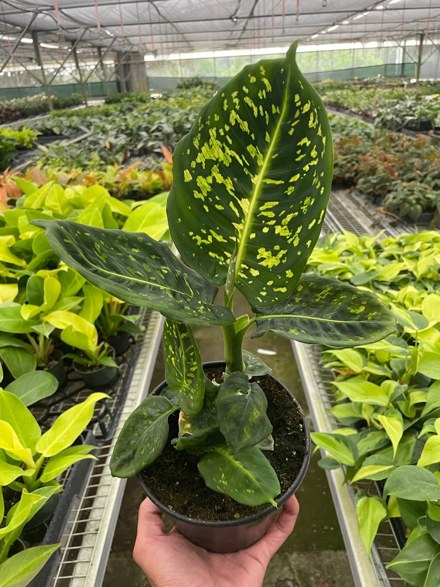 Dieffenbachia