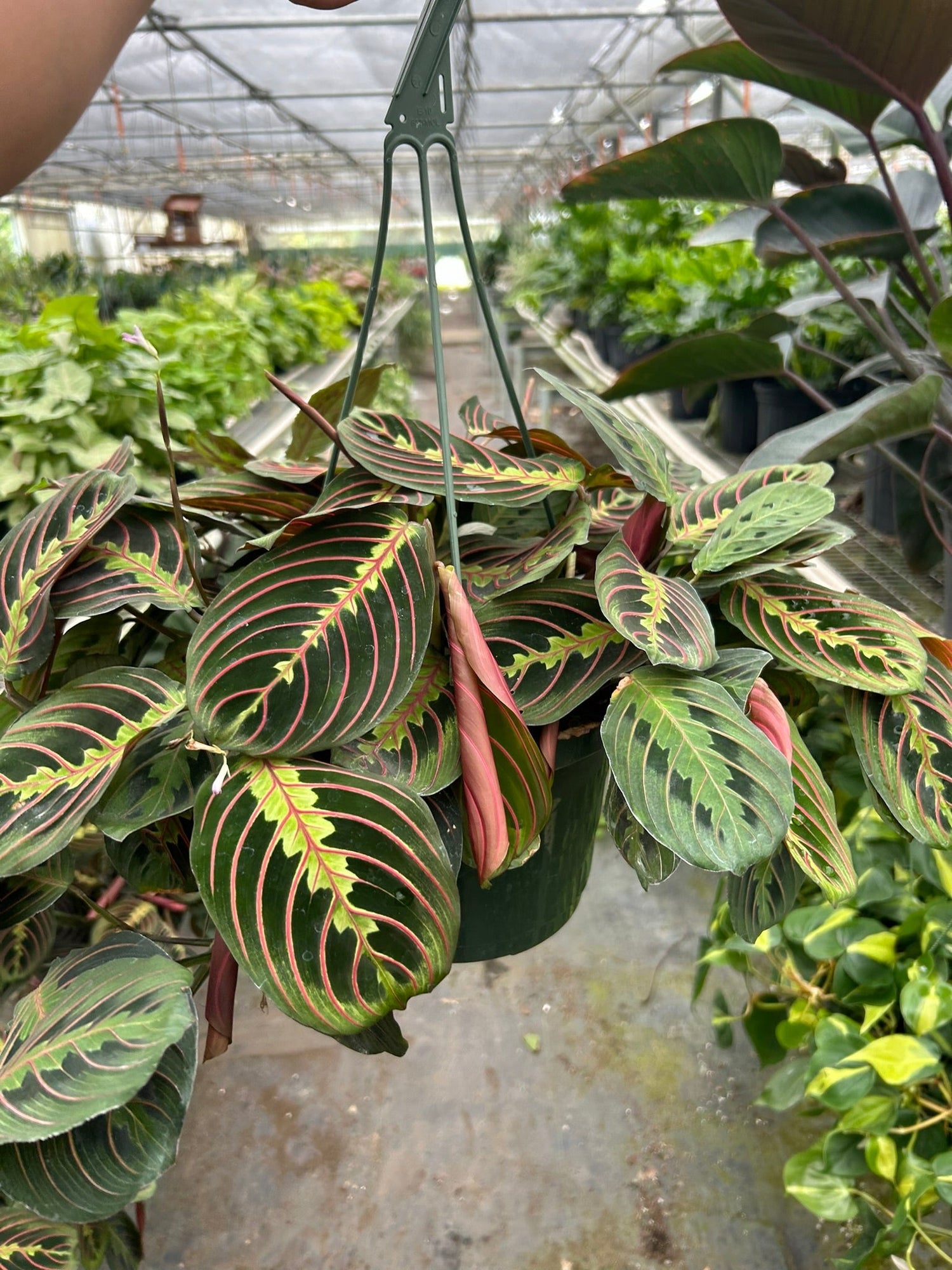 Maranta