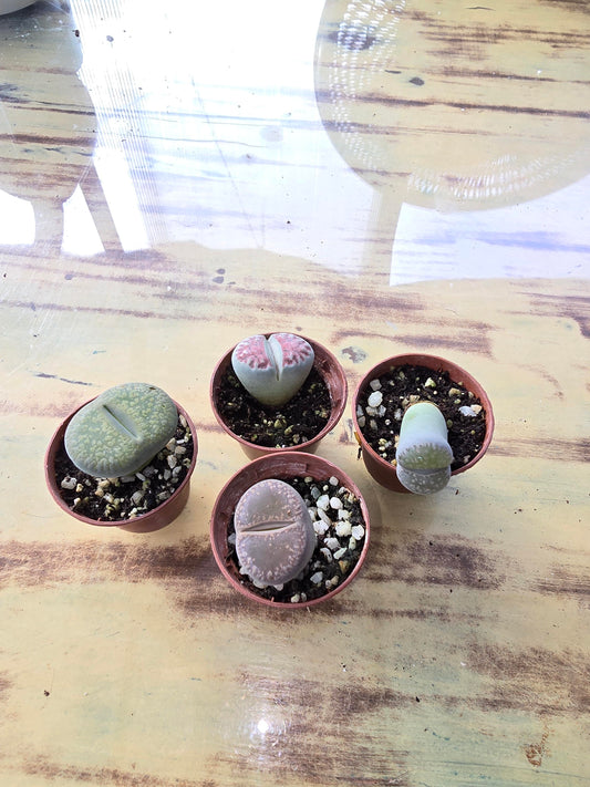 Lithop Living Stone - Pet Friendly - Pick Your Plant Option - Live Indoor Plant