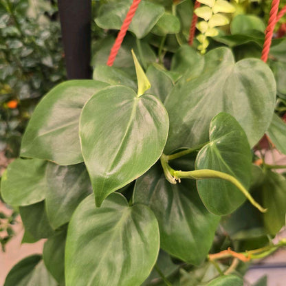 6" Philodendron Cordatum HB - Not Pet Friendly - Pick Your Plant Option - Live Indoor Plant (Copy)