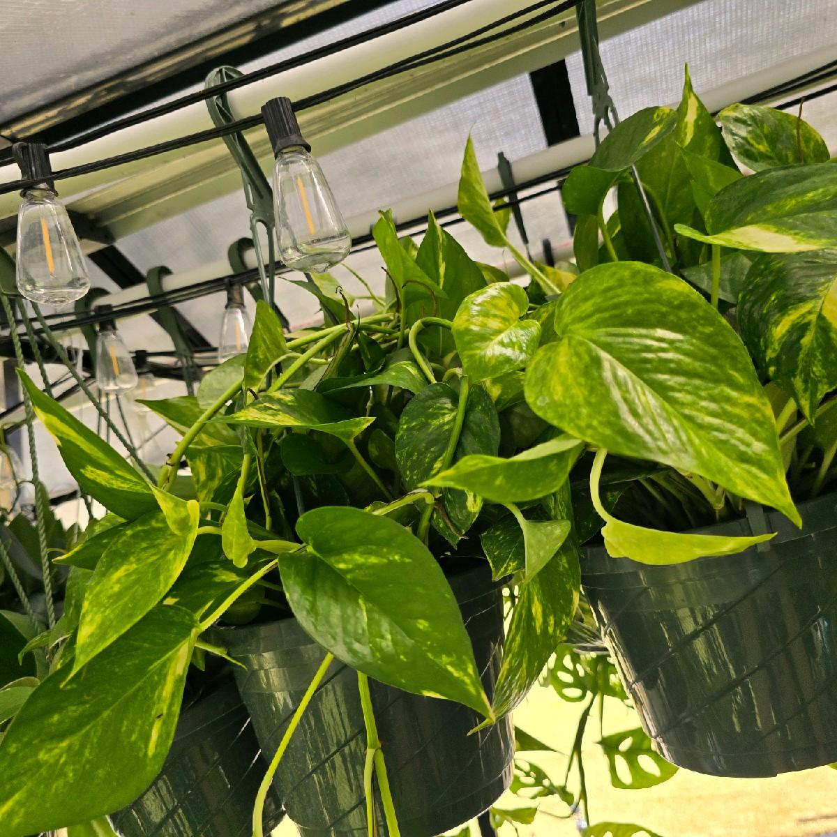 8" Golden Pothos - Not Pet Friendly - Pick Your Plant Option - Live Indoor Plant