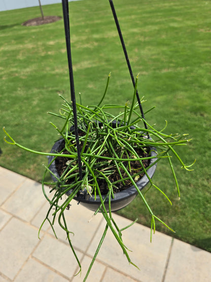 6" Mistletoe Cactus Hanging Basket - Rhipsalis baccifera - Pet Friendly - Pick Your Plant Option - Live Indoor Plant