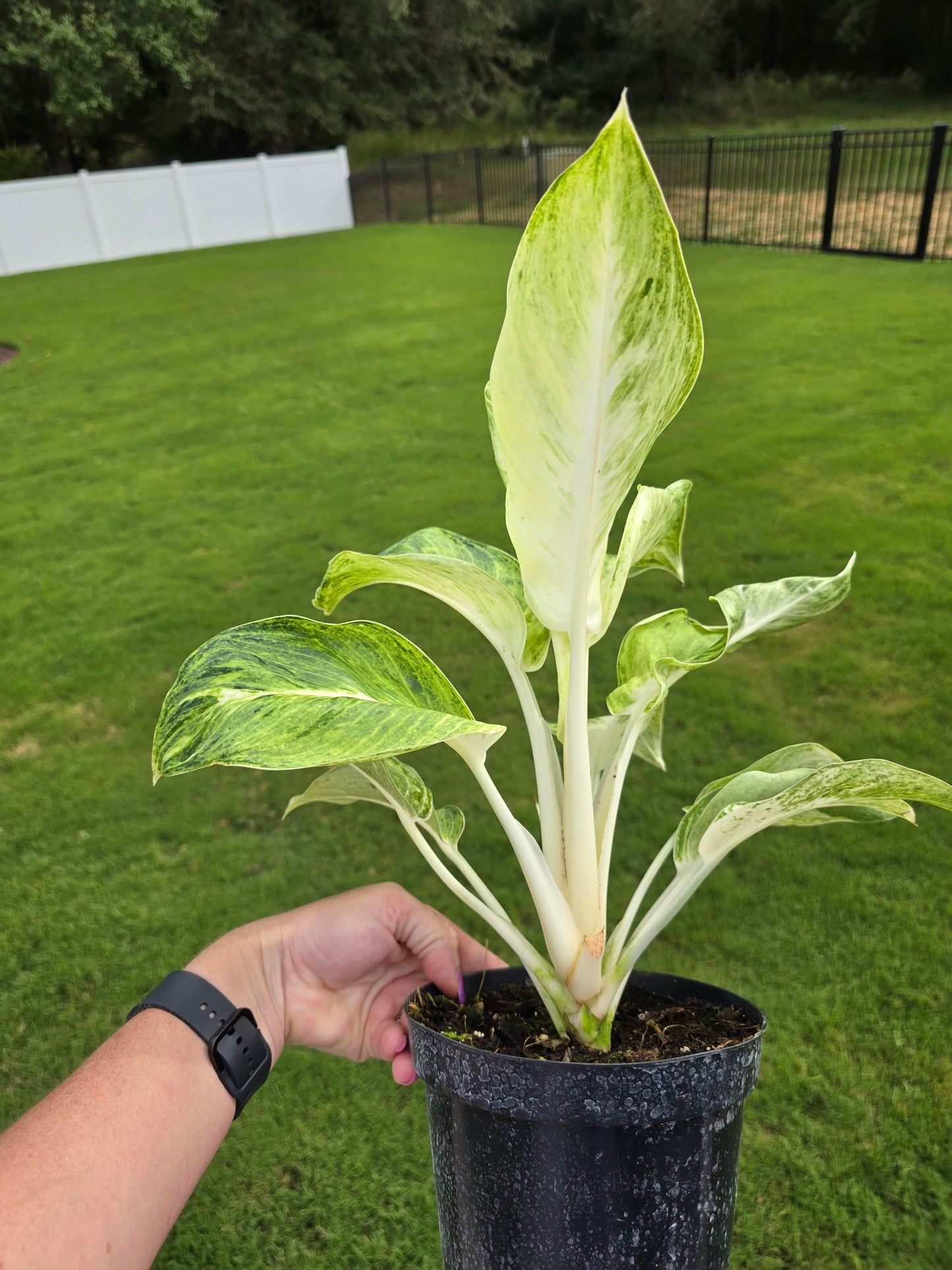 6" Aglaonema Sundrop - Not Pet Friendly - Pick Your Plant Option - Live Indoor Plant