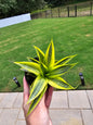 4" Sansevieria Cordova Variegated - Not Pet Friendly - Pick Your Plant Option - Live Indoor Plant