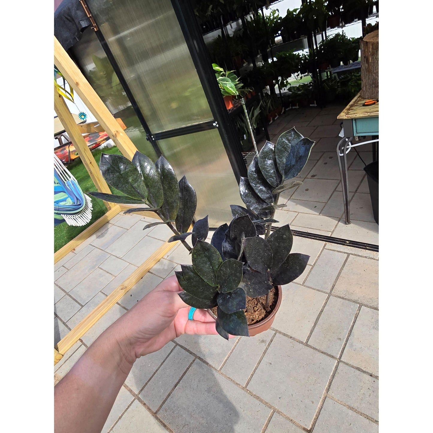 4” Black Queen ZZ - Not Pet Friendly - Pick Your Plant Option - Live Indoor Plant