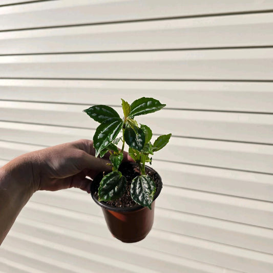 BOGO 4" Pilea Aluminum - Pet Friendly - Pick Your Plant Option - Live Indoor Plant