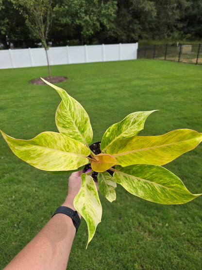 4" Philodendron Orange Marmalade - Not Pet Friendly - Pick Your Plant Option - Indoor Plant