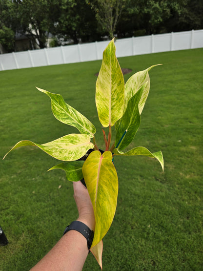 4" Philodendron Orange Marmalade - Not Pet Friendly - Pick Your Plant Option - Indoor Plant