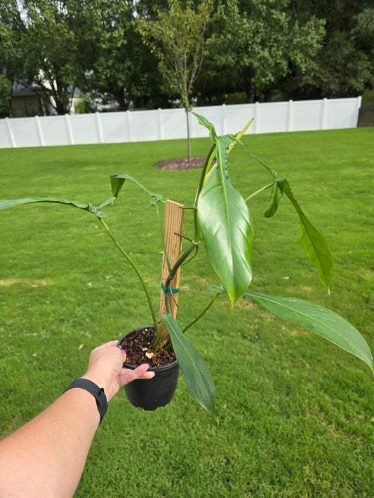 4" Philodendron Joepii - Not Pet Friendly - Pick Your Plant Option - Indoor Plant