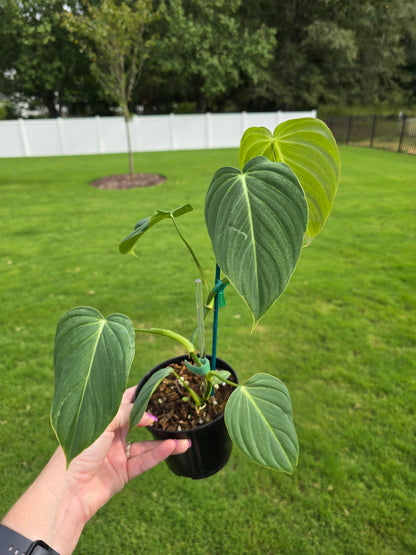 4" Philodendron Glorious (Gloriosum x Melanochrysum) - Not Pet Friendly - Pick Your Plant Option - Live Indoor Plant