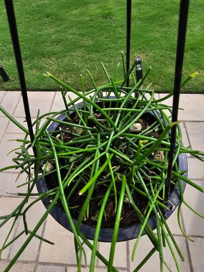 6" Mistletoe Cactus Hanging Basket - Rhipsalis baccifera - Pet Friendly - Pick Your Plant Option - Live Indoor Plant