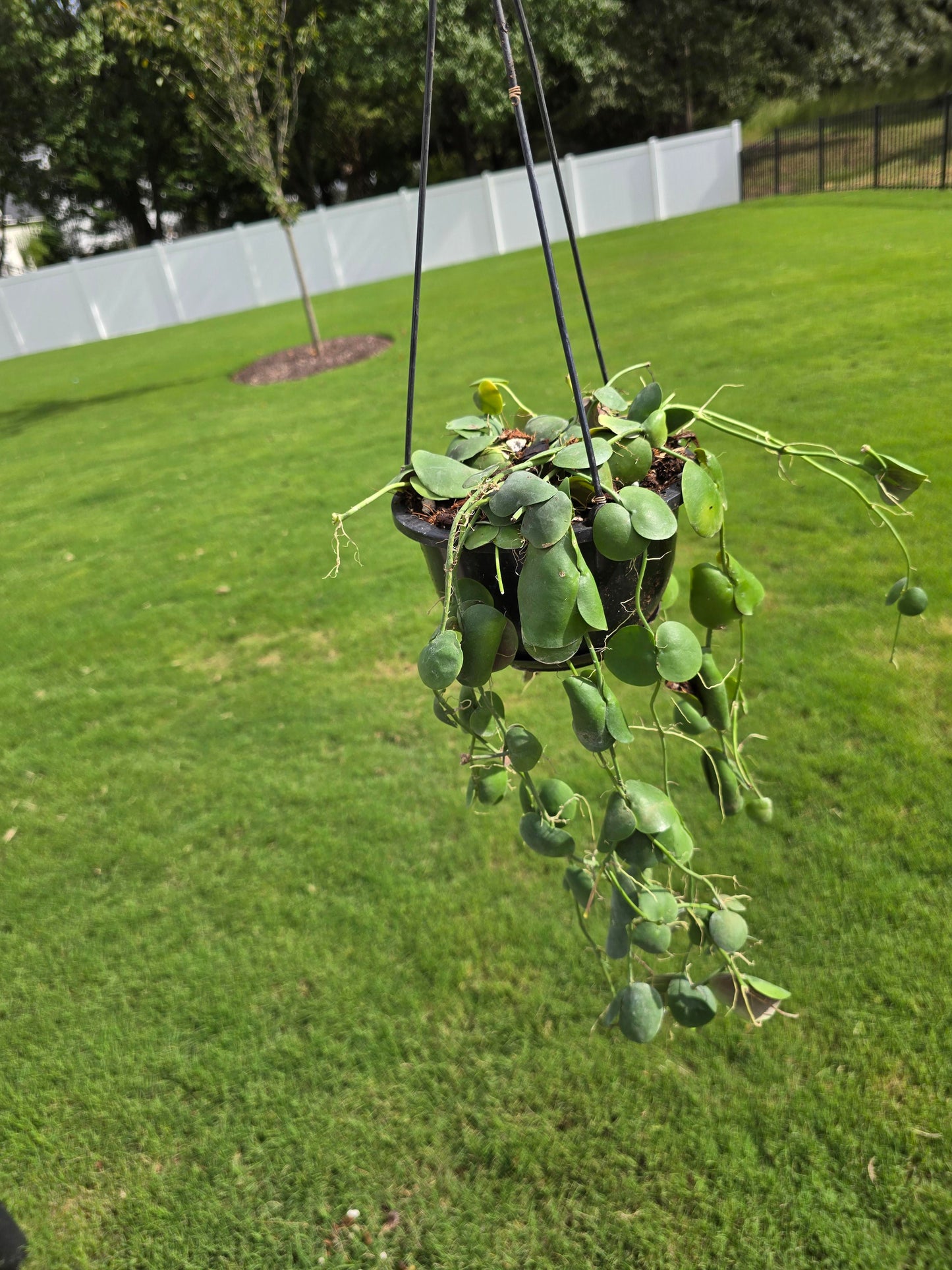 6" Dischidia sp. Camiguin Island Hanging Basket - Pet Friendly - Pick Your Plant Option - Live Indoor Plant