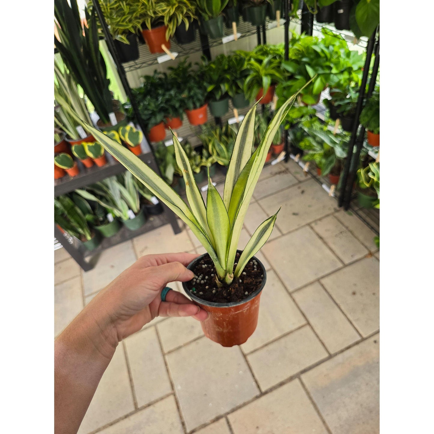 4" Snake Plant Bantel's Sensation - Snake Plant - Not Pet Friendly - Pick Your Plant Option - Live Indoor Plant