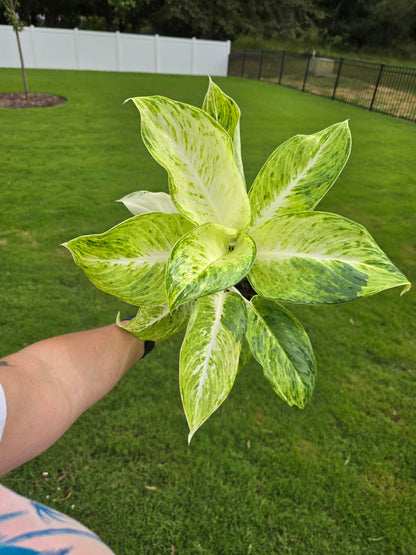 6" Aglaonema Sundrop - Not Pet Friendly - Pick Your Plant Option - Live Indoor Plant