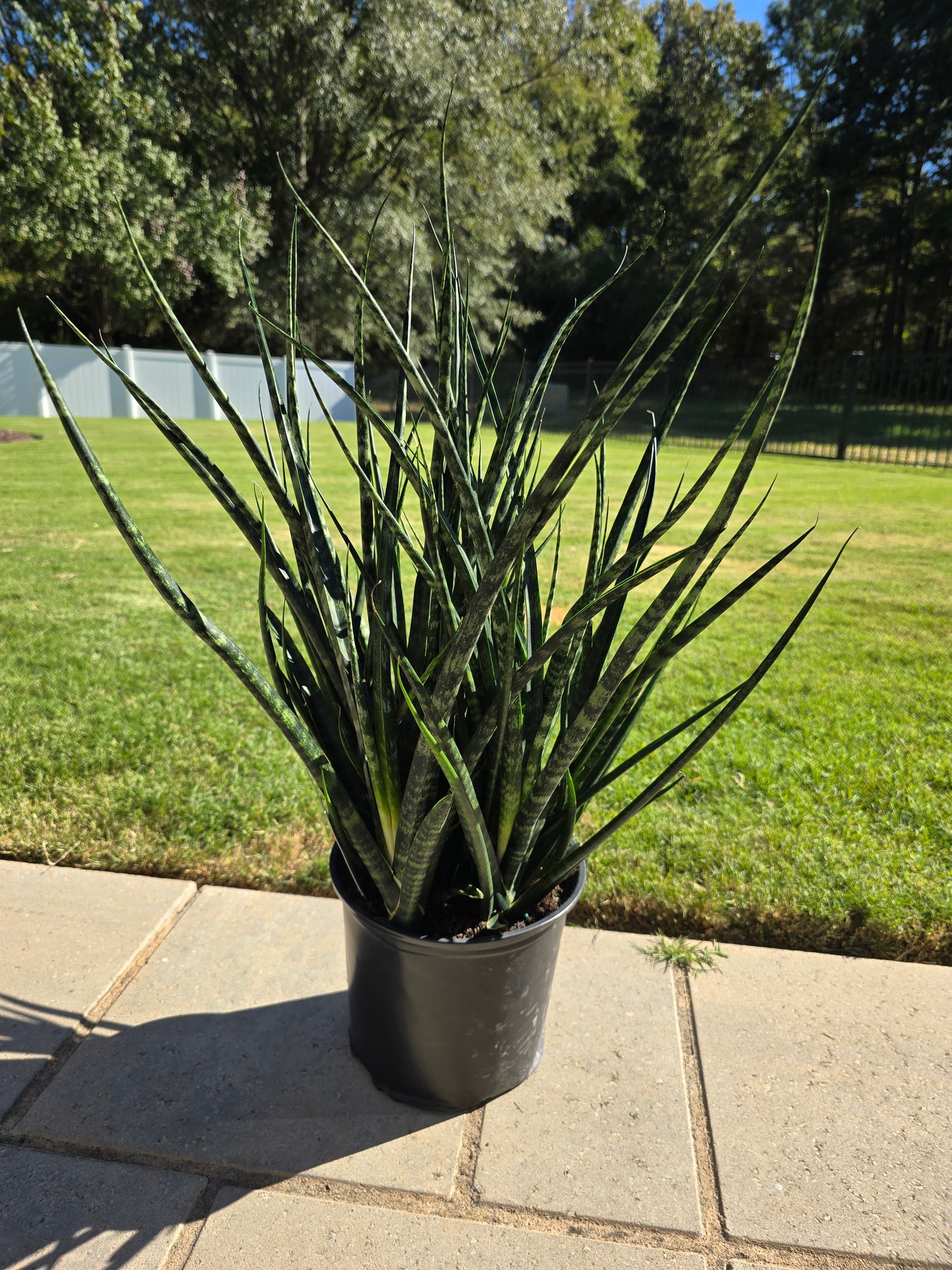 8" Sansevieria Fernwood Mikado (Snake Plant) - Not Pet Friendly - Pick Your Plant Option - Live Indoor Plant