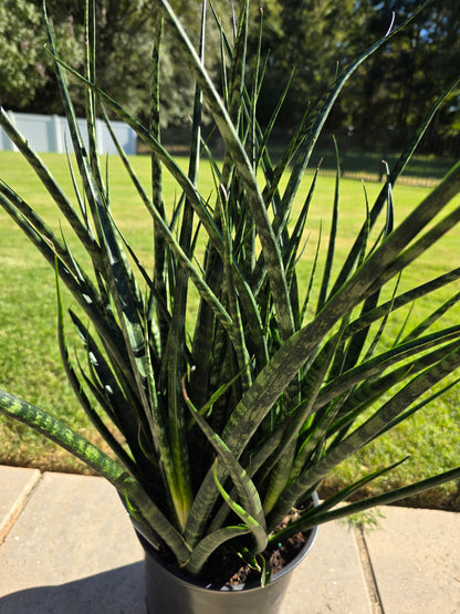 8" Sansevieria Fernwood Mikado (Snake Plant) - Not Pet Friendly - Pick Your Plant Option - Live Indoor Plant