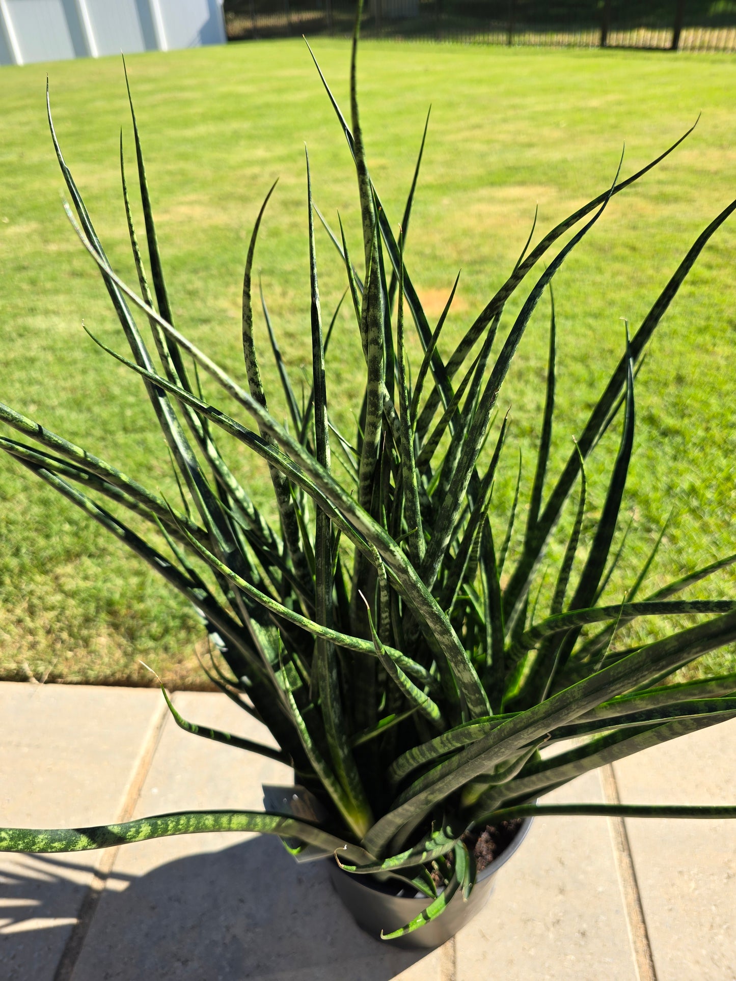 8" Sansevieria Fernwood Mikado (Snake Plant) - Not Pet Friendly - Pick Your Plant Option - Live Indoor Plant