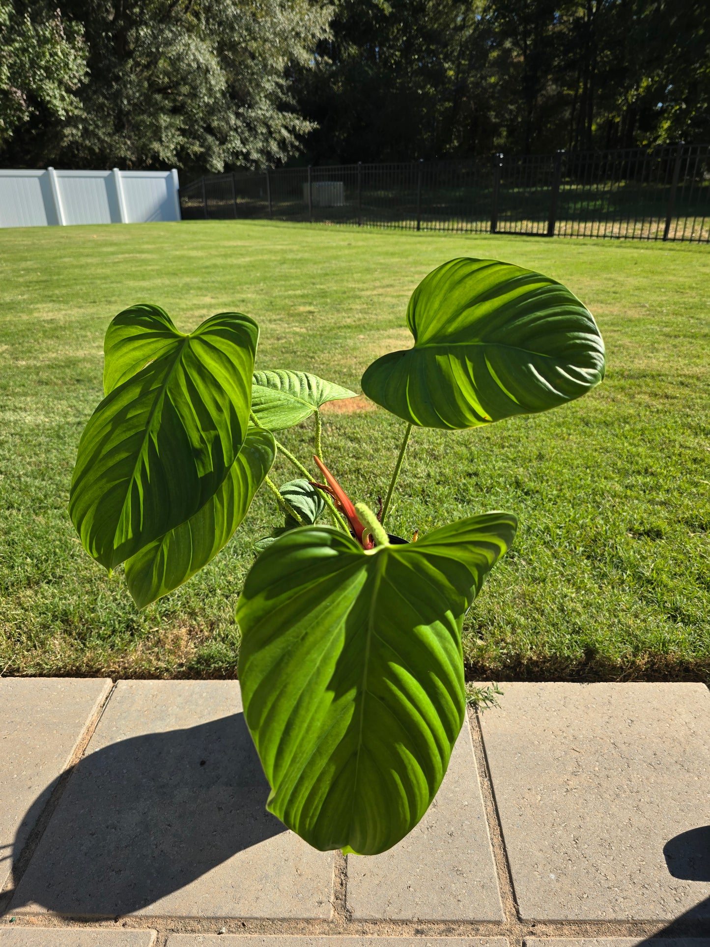 8" Philodendron Fuzzy Petiole - Not Pet Friendly - Pick Your Plant Option - Live Indoor Plant