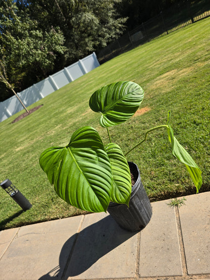 8" Philodendron Fuzzy Petiole - Not Pet Friendly - Pick Your Plant Option - Live Indoor Plant