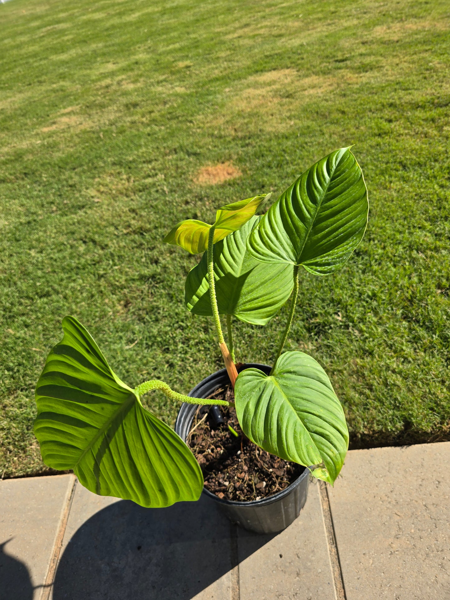 8" Philodendron Fuzzy Petiole - Not Pet Friendly - Pick Your Plant Option - Live Indoor Plant