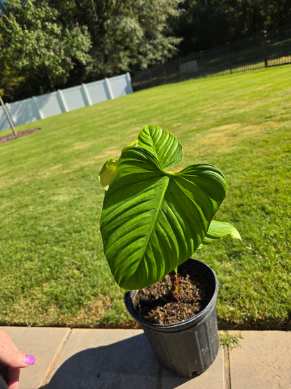 8" Philodendron Fuzzy Petiole - Not Pet Friendly - Pick Your Plant Option - Live Indoor Plant