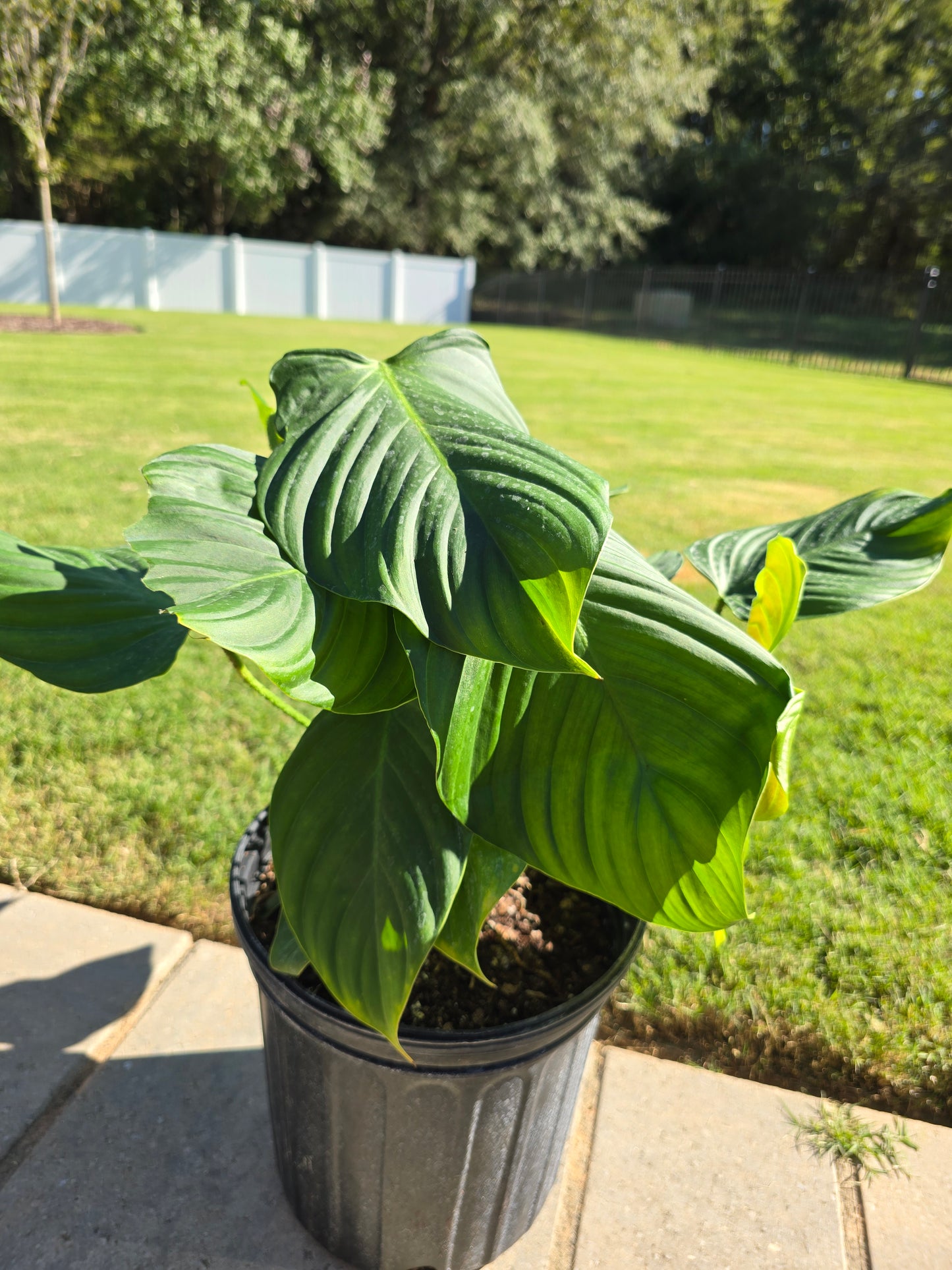 8" Philodendron Fuzzy Petiole - Not Pet Friendly - Pick Your Plant Option - Live Indoor Plant