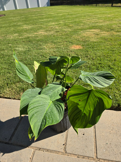 8" Philodendron Fuzzy Petiole - Not Pet Friendly - Pick Your Plant Option - Live Indoor Plant