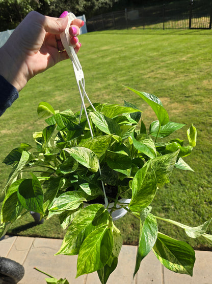 8" Pothos Marble Queen - Not Pet Friendly - Pick Your Plant Option - Live Indoor Plant