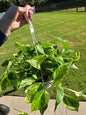 8" Pothos Marble Queen - Not Pet Friendly - Pick Your Plant Option - Live Indoor Plant