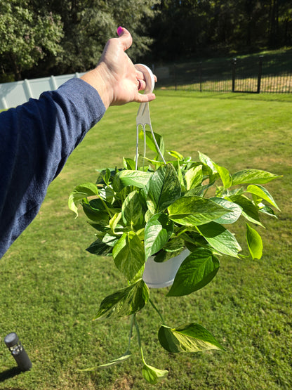 8" Pothos Marble Queen - Not Pet Friendly - Pick Your Plant Option - Live Indoor Plant