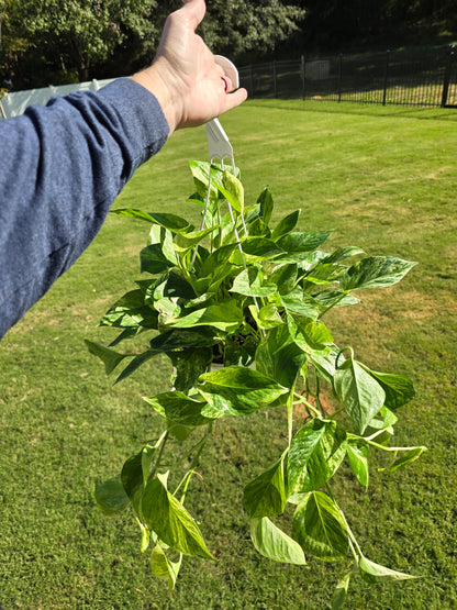 8" Pothos Marble Queen - Not Pet Friendly - Pick Your Plant Option - Live Indoor Plant