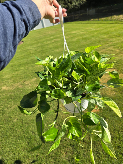 8" Pothos Marble Queen - Not Pet Friendly - Pick Your Plant Option - Live Indoor Plant