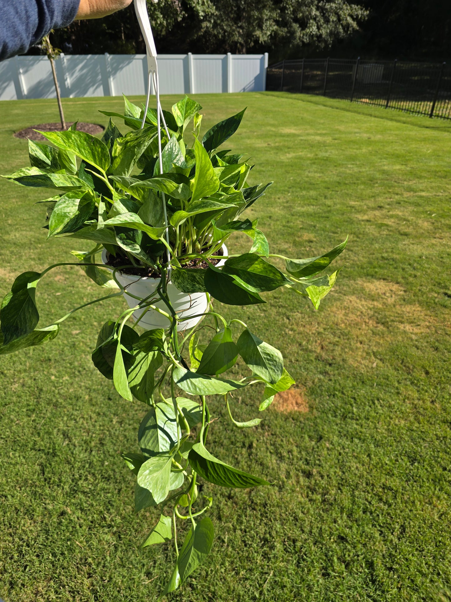 8" Pothos Marble Queen - Not Pet Friendly - Pick Your Plant Option - Live Indoor Plant