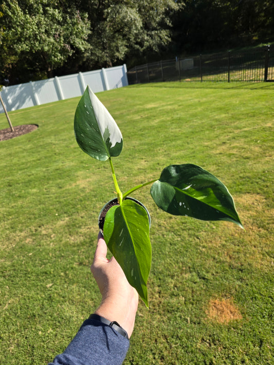 4" Philodendron White Wizard - Not Pet Friendly - Pick Your Plant Option - Live Indoor Plant